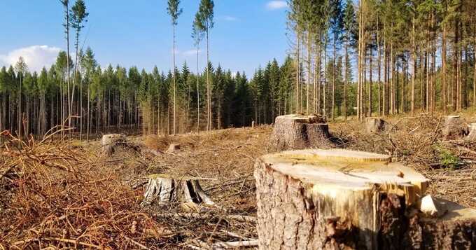 В трёх районах Томской области чёрные дровосеки заготовили лес на 5 миллионов рублей