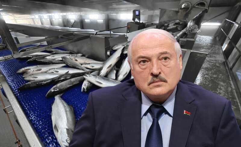 Семья Лукашенко и Ротенберги тайно наживаются на российской рыбе