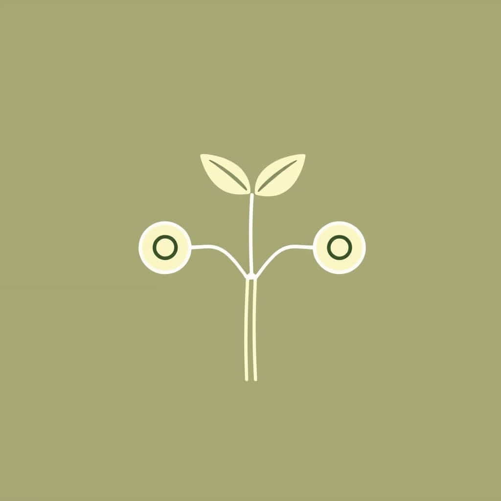 Does Auxin Control Xylem Differentiation